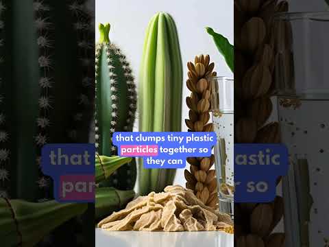 🥒🌿 Okra & Cactus Clean Water? Nature’s Secret Weapon Against Microplastics! 💧♻️