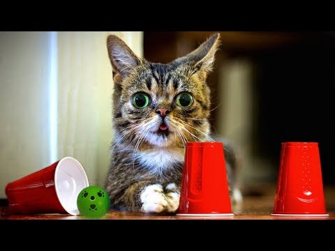 Cats and Dogs Playing The Shell Game Compilation