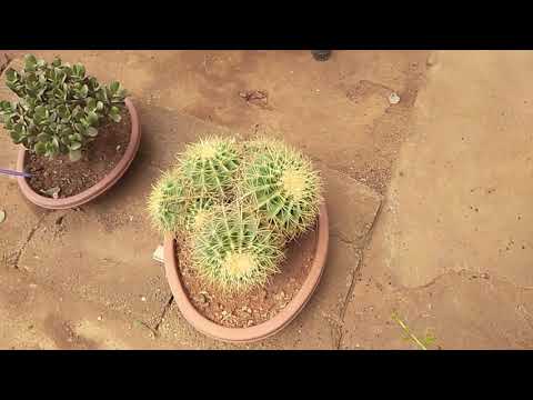 INDO AMERICAN HYBRID SEEDS TECHNOLOGY BANGALORE