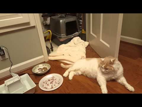 Introducing my cat, Monkey. (AKA; Monkey Monster - 1080p/60fps)