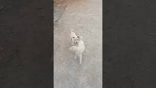 The Dogs #cutedog #shots #streetdog #puppy #playing #theboys #thedogs