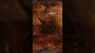 Atul Global X Monkey Studios | Brand Communication | Reels, Shorts, Films, Ads, Digital Marketing