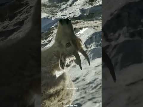 A goat that laughs on gravity #hindi #science #shorts