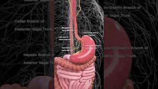 The Vagus Nerve Explained | 3D Anatomy Animation