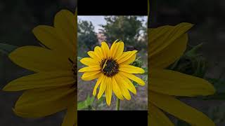Google Pixel 6a Camera Test #pixel6a #camera #pakistan