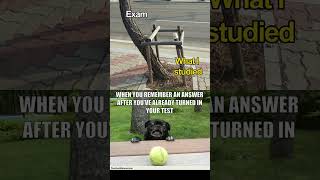 School Memes only students can relate to #relatable #shorts #students #studentmemes