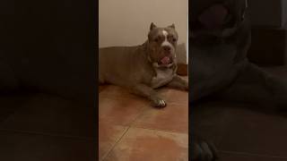 Dare you not to laugh at this funny American bully 😂 #dog #funny