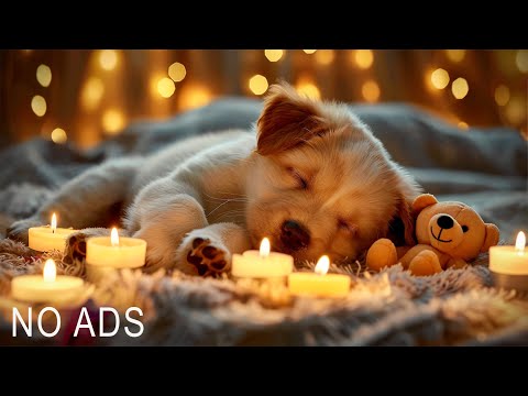 Dog Calming Music For Dogs🎵💖Anti Separation Anxiety Relief Music🐶Sleep dog Healing🎵