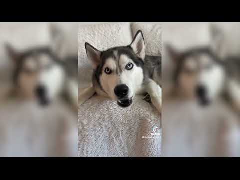 The Funniest Dogs On The Internet