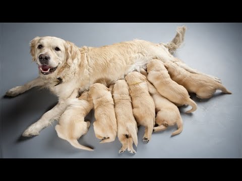 A dog while breastfeeding her puppies 🤔#shorts