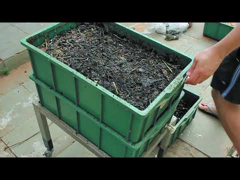 Worm Compost Bin Checkup | Vlog #01