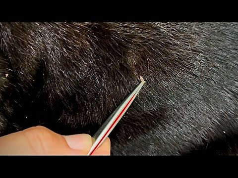 Dry Patch FULL VIDEO || ASMR