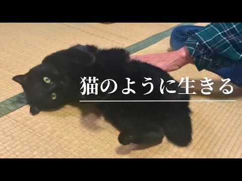 猫から学ぶ幸せな生き方〜ちょっと元気になれる、ごまちゃん流の処世術〜