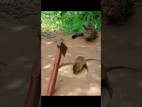 😼🪓Cardboard Box Axe Trap—Will Mouse Escape  🐭❓😼🪓段ボール斧トラップ—ネズミは逃げ切れるか？🐭❓#shorts #cat #ネコ #罠