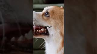 When the cat's done playing nice... 🐱⚾🐶 #CatVsDog #SavageCat #PetDrama #FunnyPets #PetWars