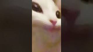 PopCat Scream To Music #cat #popcat #highqualityvideoediting