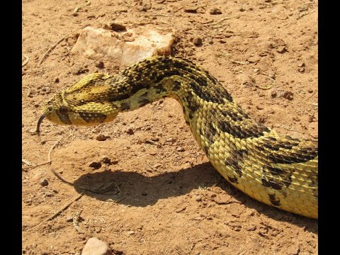 Puff Adder and Monkey business - Zambia