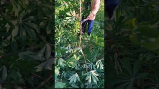 #agritools #farmer life #tonglufeng #agriculture #agritool #youtubeshorts #viral