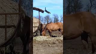 🐱 Cowboy Cat's Hilarious Horse Ride Adventure! 🐴😂 Funny Animals #AnimalLovers # Hilarious Cats