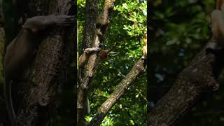 Tikal | The Jungle City the World Forgot 🇬🇹🛕 #travelshorts