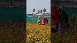 Khirai.#khirai #westbengal #garden#flower#flowergarden#valleyofflowers#flowerfarming#ytshortsindia