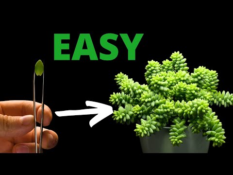 SUCCULENT Are The EASIEST Plants to Propagate - Burro‘s Tail