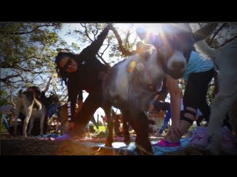 Grady Goat Foundation Yoga