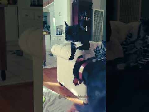 A dog betrayed