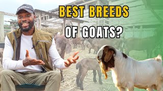SEMANHYIA FARMS INTRODUCES THE FUTURE OF GOAT FARMING IN WEST AFRICA INTO NIGERIA
