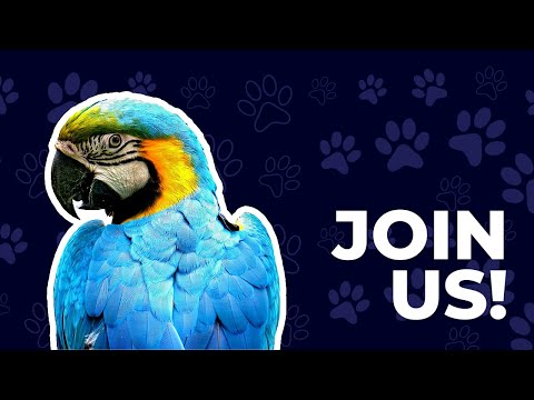 Animal adventures: join us!
