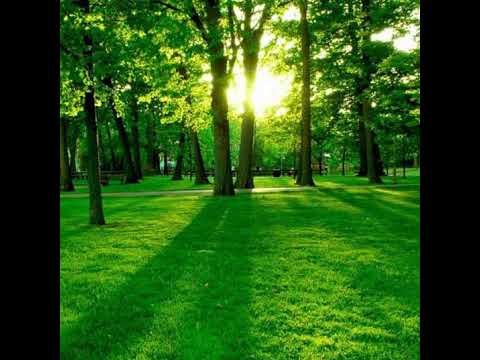 Rodney Trevino Live Stream