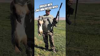 Badger down! .243 Winchester out of an AR10! #farmprotection #hunting