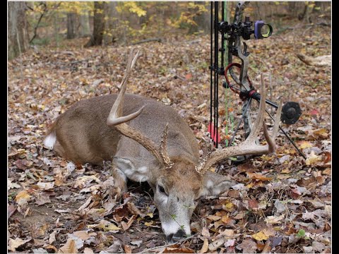 Scoring Deer