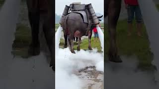 Water Buffalo Jetpack Wrangler