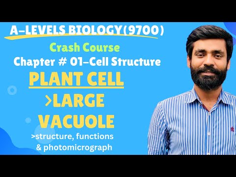 AS Biology|Plant Cell (large vacuole)