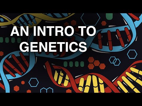 A Brief Introduction to Genetics and DNA
