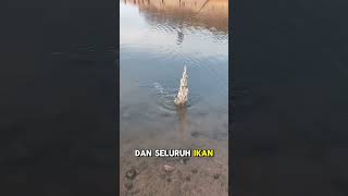 mancing pakai pancing jaring untuk dapat banyak ikan #fishing #shorts
