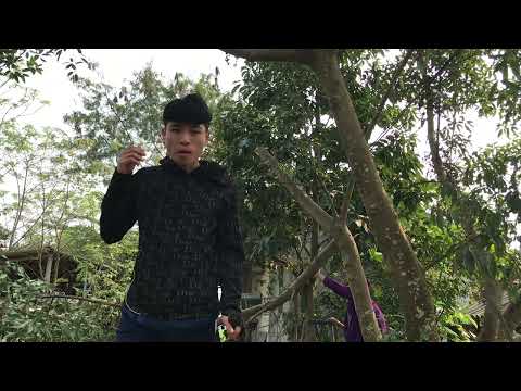 buổi sáng sớm chặt hạ cây sung  - phạm mạnh vlog