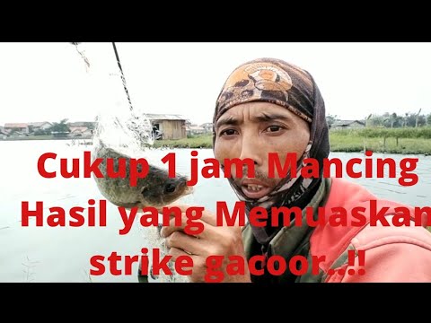 cukup 1jam mancing dapat banyak ikan nila