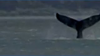 Is there a whale in the Sacramento River?