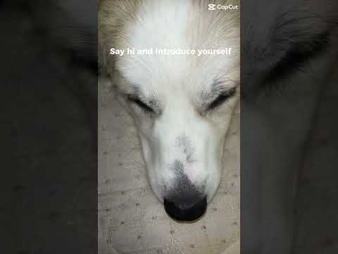 Comment in the chat if you have a dog 