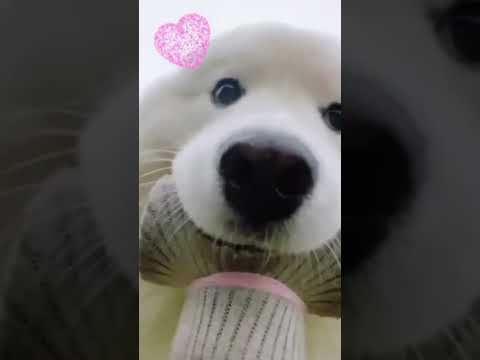 Hilarious Dog Selfie Stick Video #dogselfie #doglover #cutedog #weeklyfluff #selfiestick #funnyvideo
