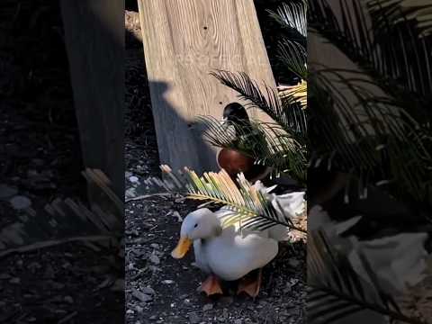 the ducks sliding together #DuaBebekLucu #BebekBermainSeluncur #YouTubeShorts #VideoPendekLucu