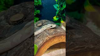 Baby ball python 🐍 #pythons #babyballpython