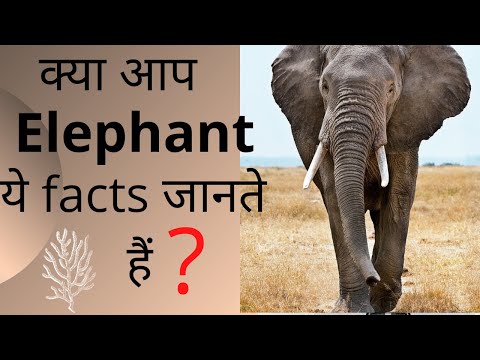 Elephant facts in hindi || hathi ke bare mein || hathi ke bare me 5 line | #shorts #facts