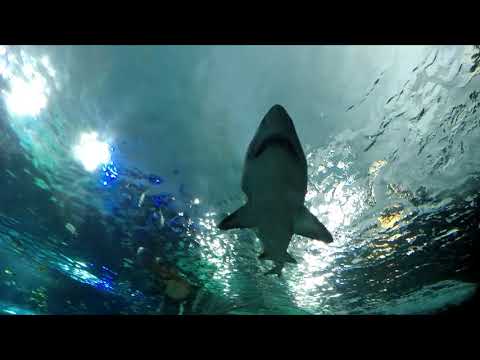 Ripley's Aquarium Canada Highlight