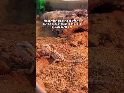 How To Train Your✨Bearded✨Dragon 🐉 #beardeddragon #reptiles