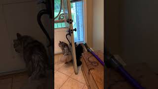 Two Cute and Majestic MaineCoon Cats | Sneaky Playtime | #shorts