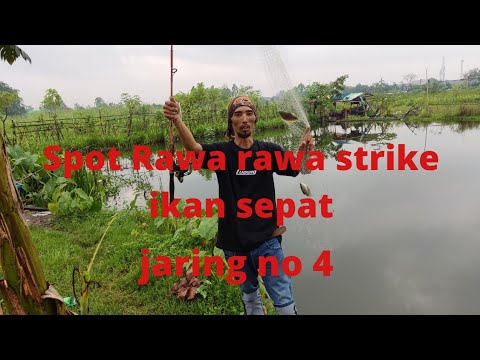 Mancing liar spot Rawa rawa strike ikan sepat pake jaring no 4