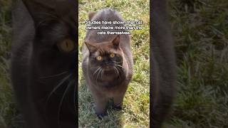 Did you know? #facts #cats #catfacts #catvideos #mikaandmocha #browncat #cutecat #chocolatecat